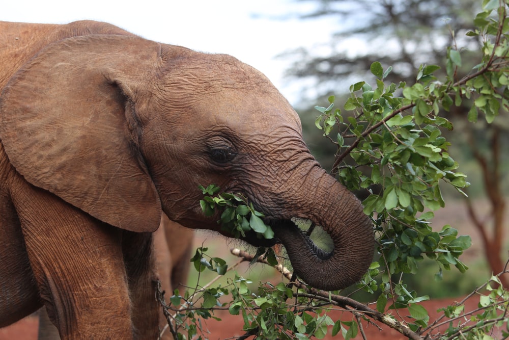 close up of a juvenile elephant chewing on leaves