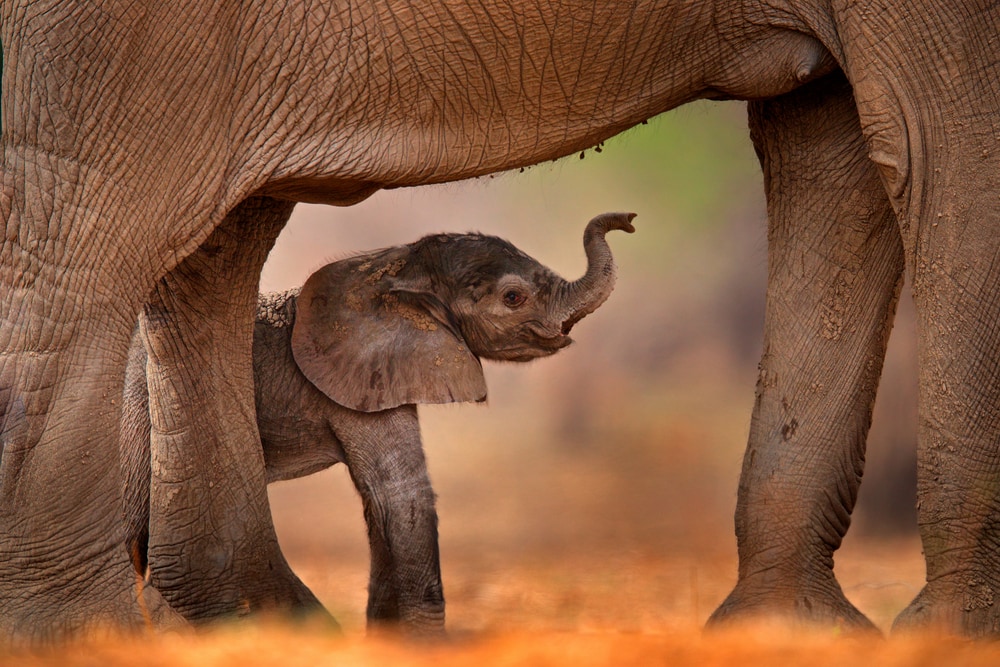 image of a baby elephant trying to its drink mother's milk