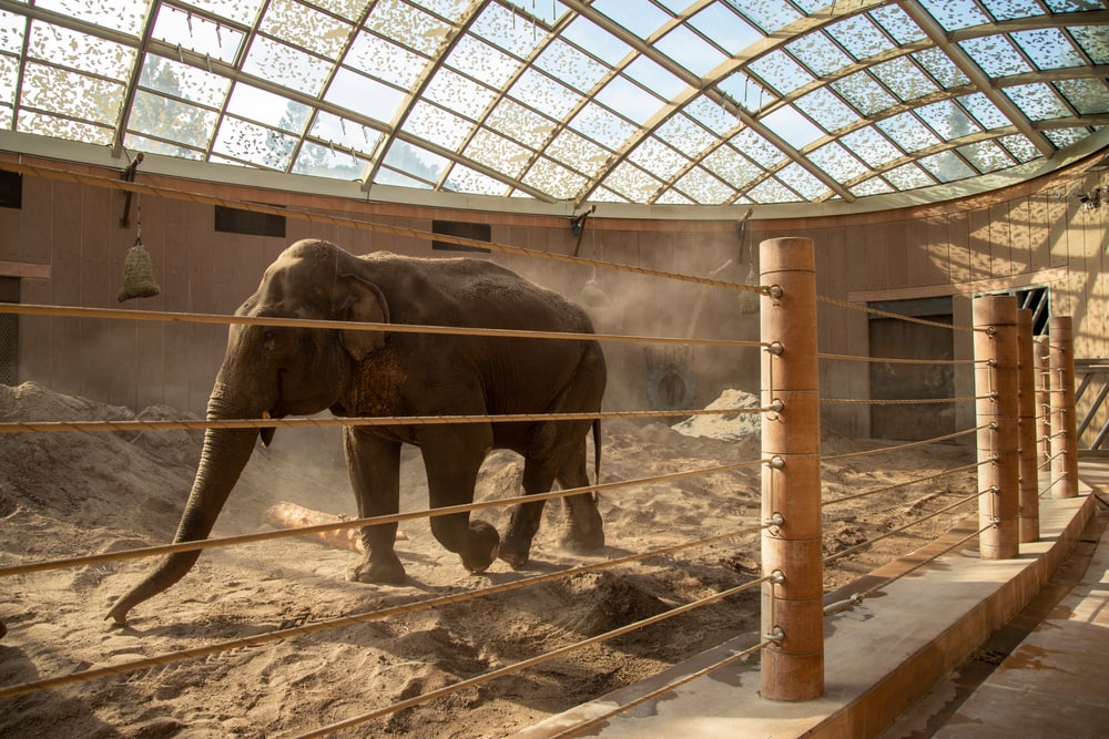 image of an elephant in a zoo