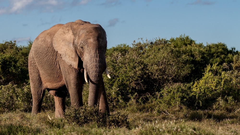 image of an African bush elephant or African savanna elephant 
