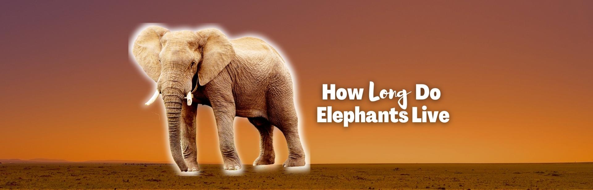 How Long Do Elephants Live & How Humans Factor In