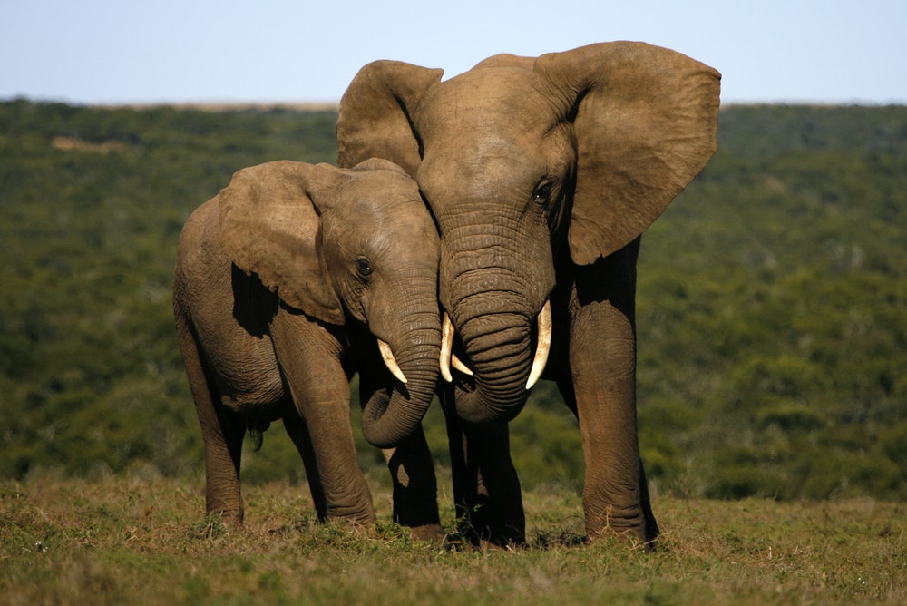 two elephants playing with each otherin a savanna