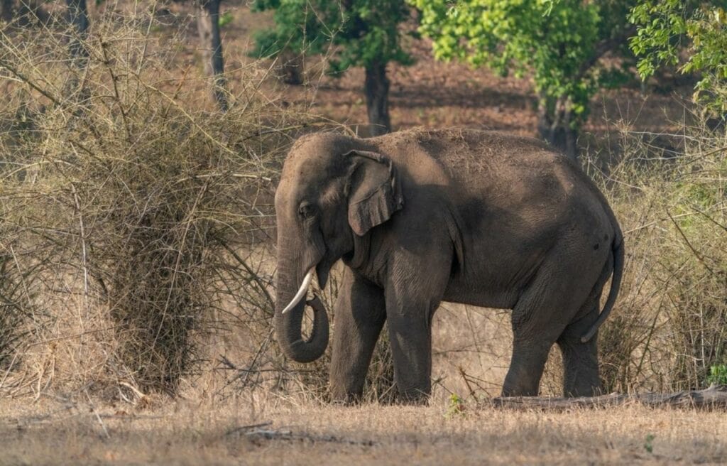 image of Indian elephant in Bandhavgarh National Park, India