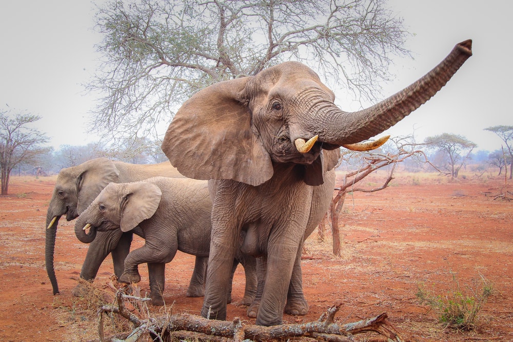 a family of elephant on a red sand