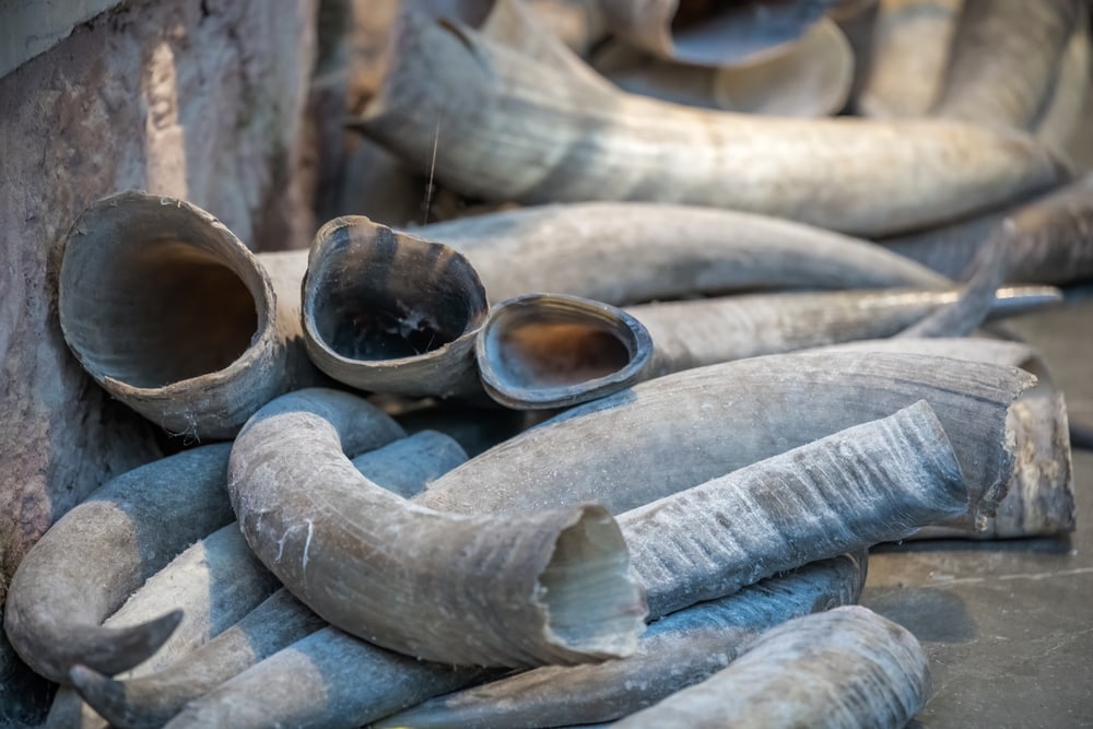 image of a pile of elephant ivory tusks