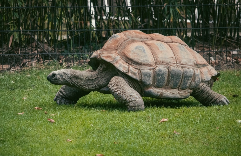 Tortoise walking on a green grass