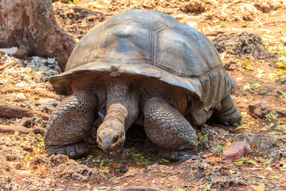 Aldabra Tortoise (Geochelone gigantea) laying on the roots of a tree