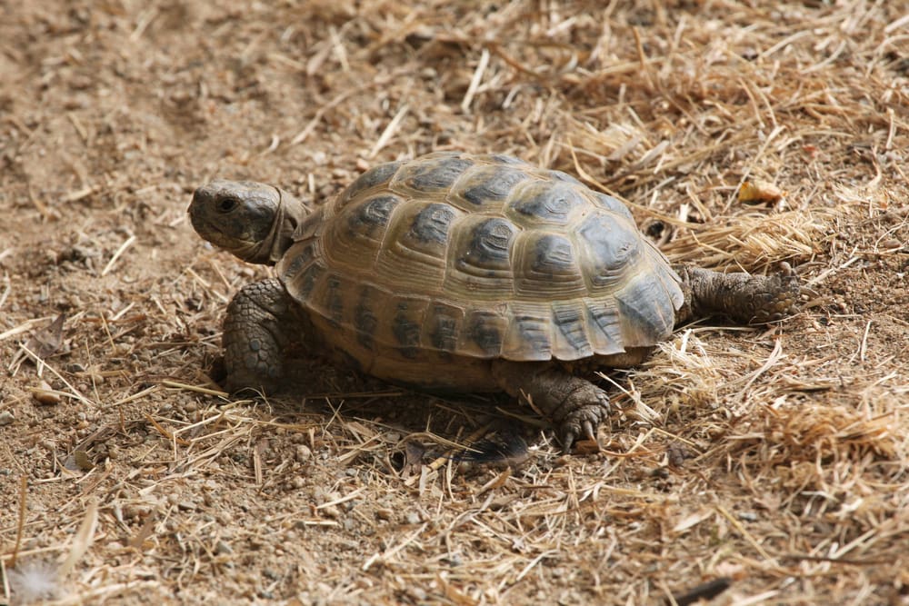 Russian Tortoise (Testudo horsfieldii) laying on the shreds of dry woods