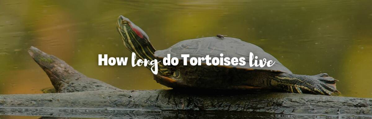 How long do tortoises live featured image