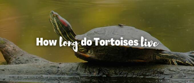 How long do tortoises live featured image