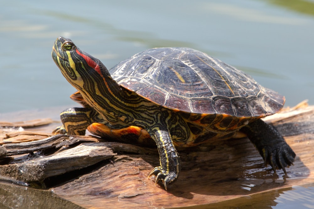 Tortoise standing on a wood in the middle of a lake
