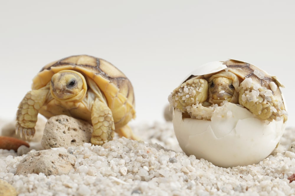 Close up photo of a tortoise hatching
