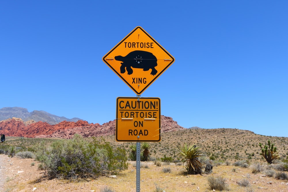 Signage of tortoise in the middle of the desert