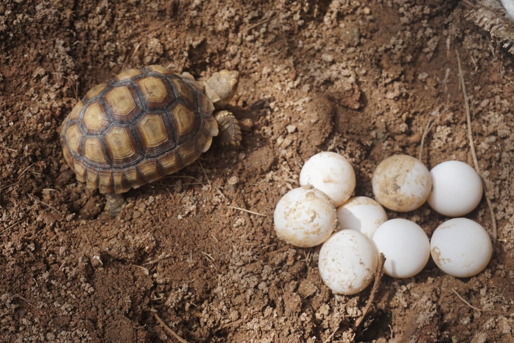 Tortoise watching its eggs on the soil