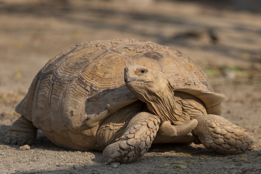 African Spurred Tortoise (Centrochelys sulcata) looking on his side