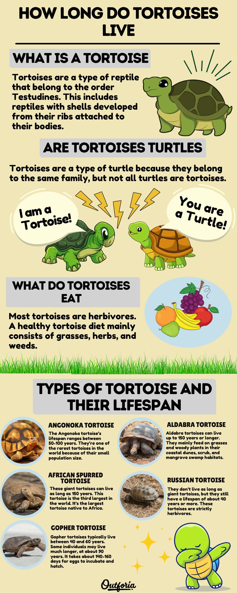 Chart of how long do tortoises live with photos, facts, and more