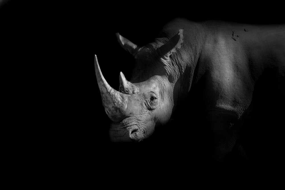 black and image of a white rhinoceros 