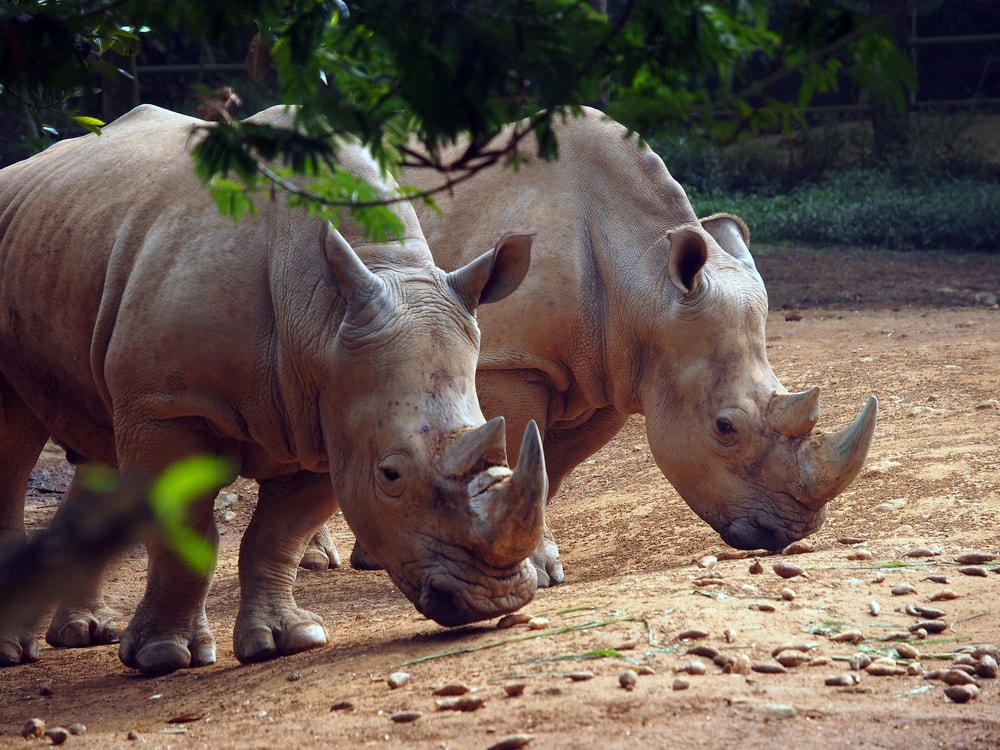 image of two Javan rhinos