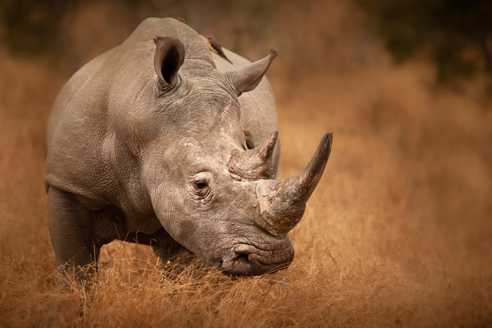 close up image of a rhino in a savanna
