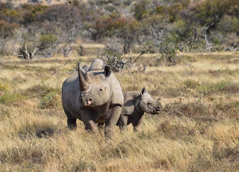 a mother black rhino and her calf in South African savanna