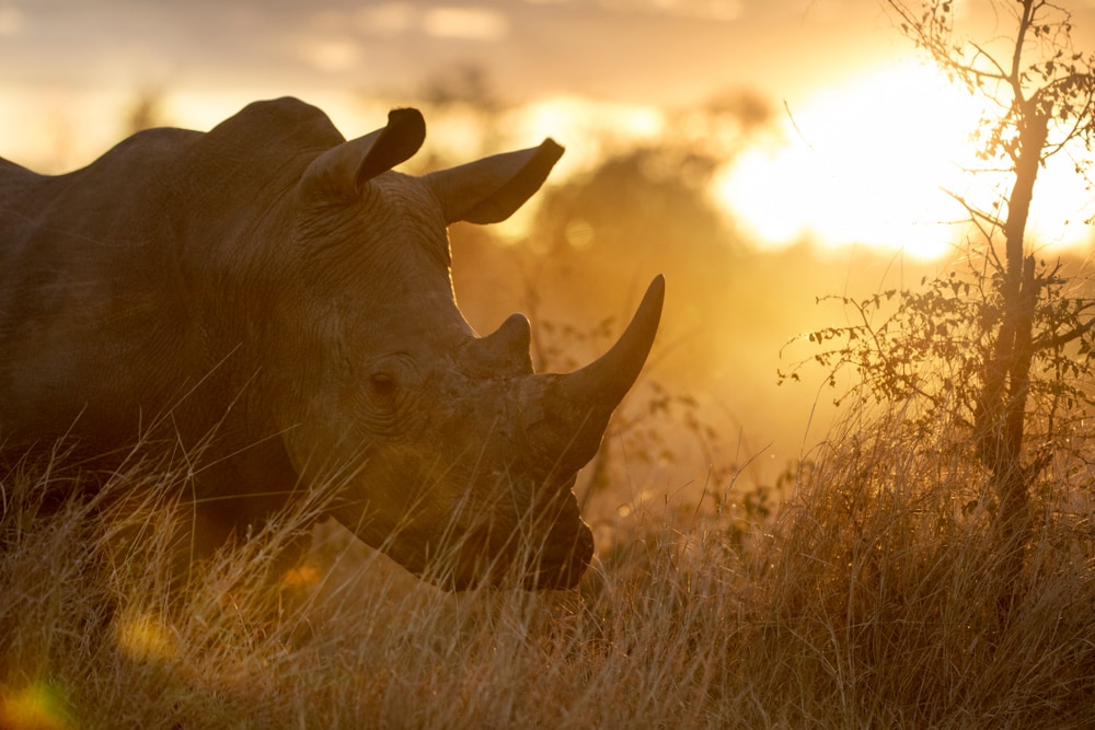 image of rhinoceros in a savanna during sunset