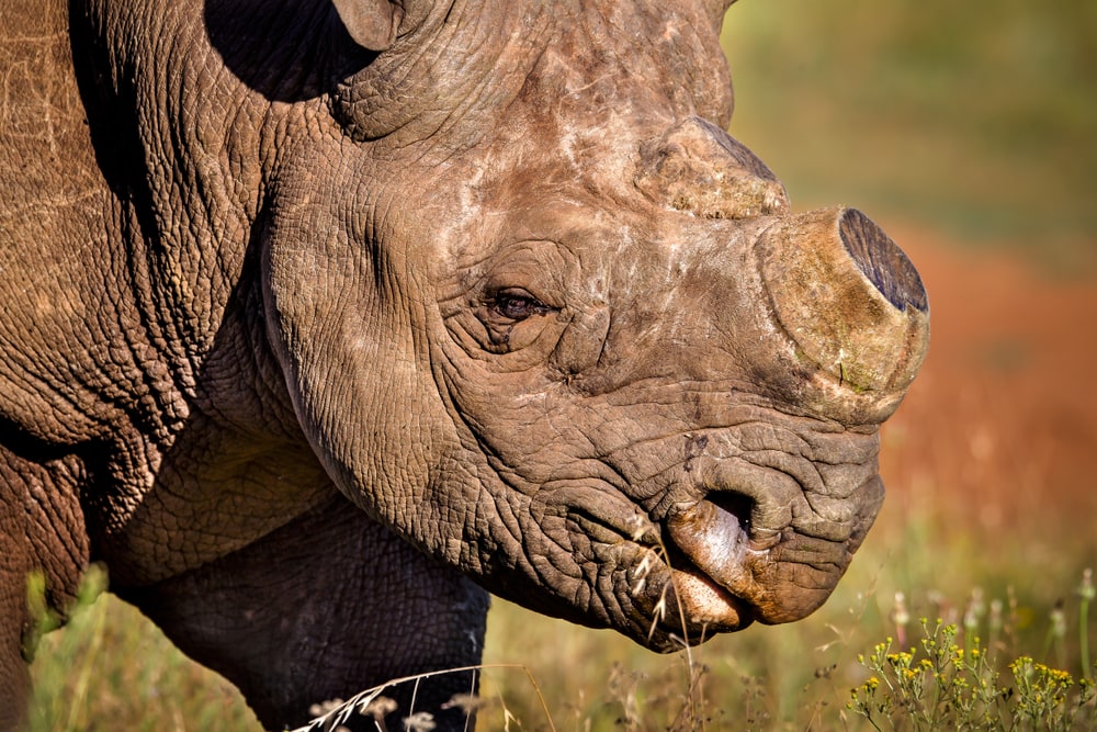 close up image of a dehorned rhino