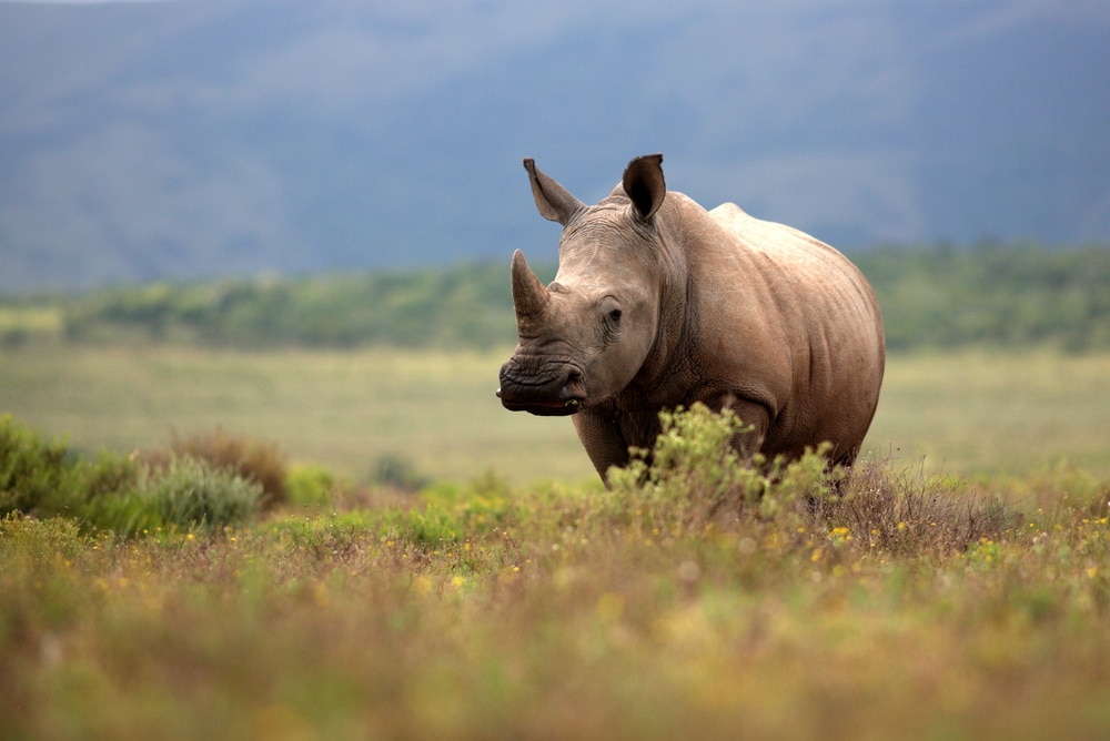 image of a white rhino in open field 