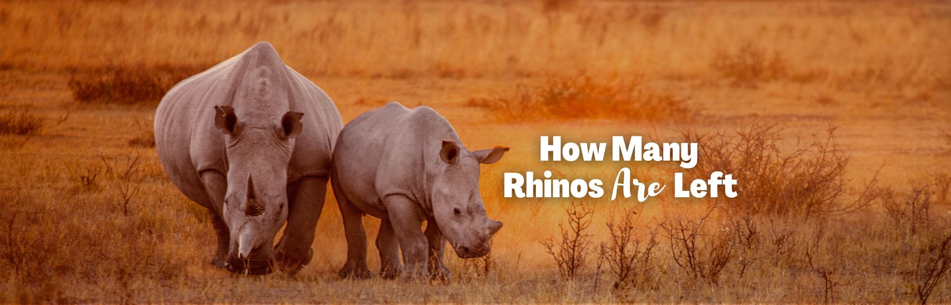 How Many Rhinos Are Left in the World Today?