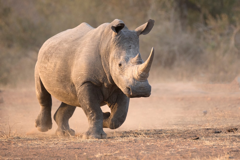 image of white rhino running in African savanna
