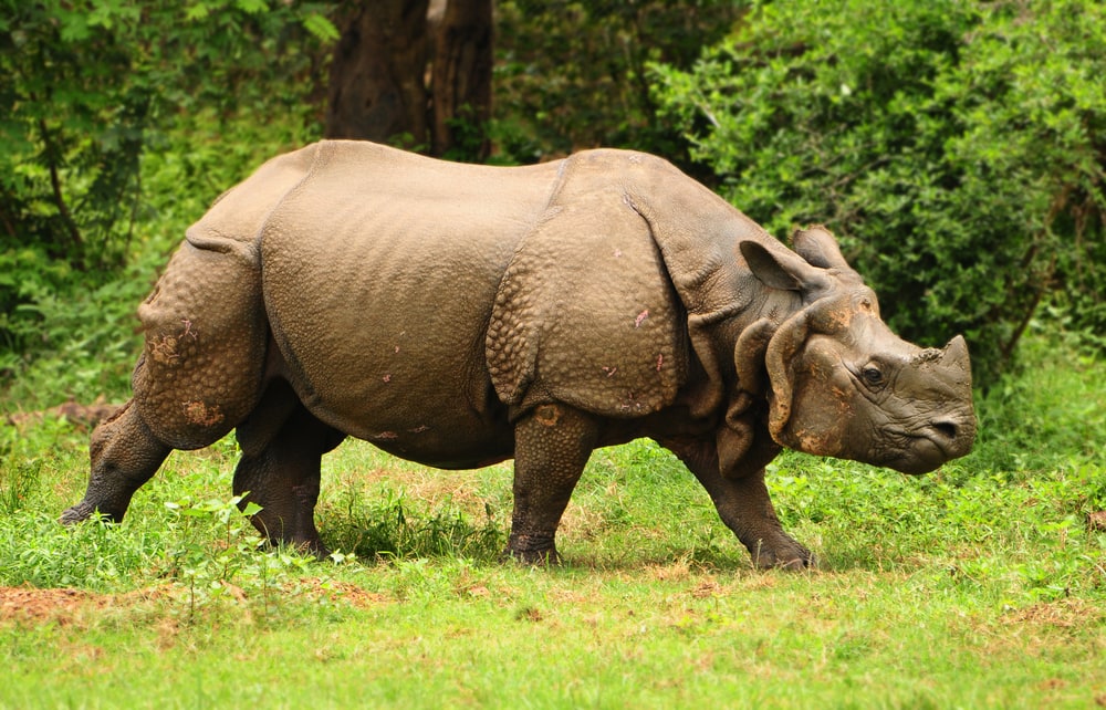 image of a greater one-horned rhino or Indian rhino in  Kaziranga national park in Assam