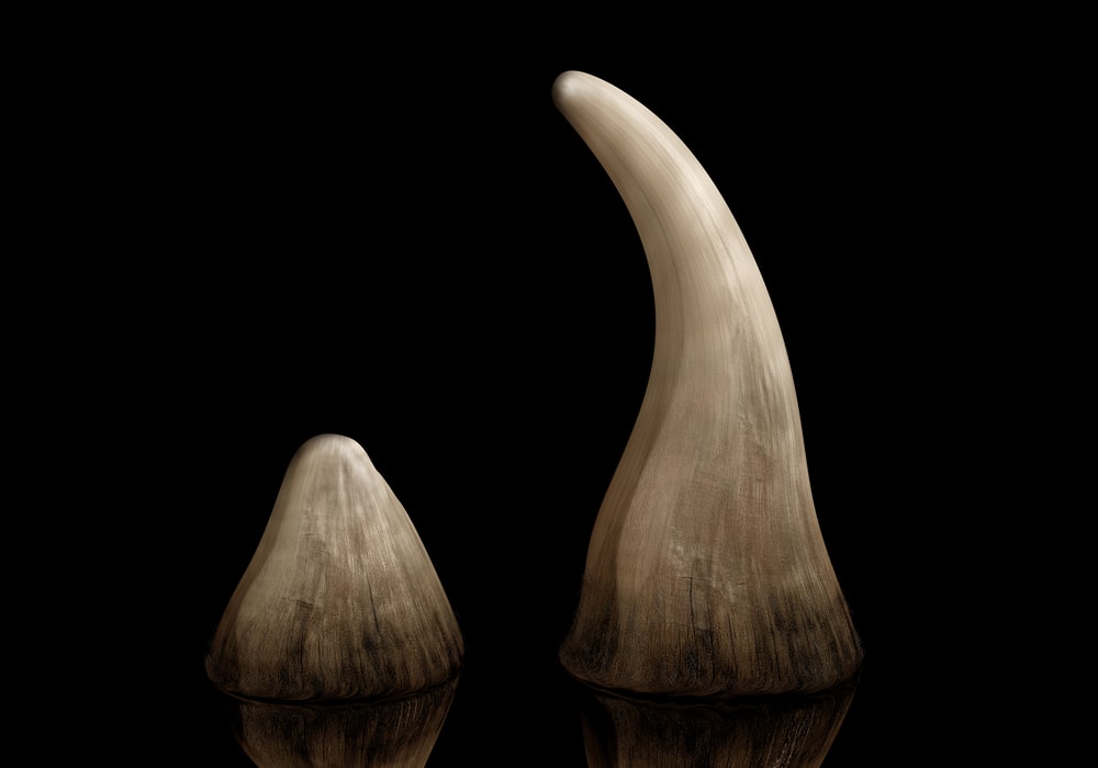 image of a rhino horn isolated on a black background