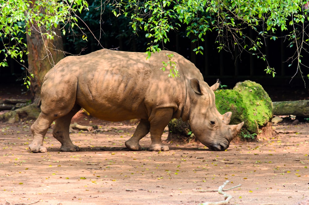 image of a Sumatran rhino in a safari 
