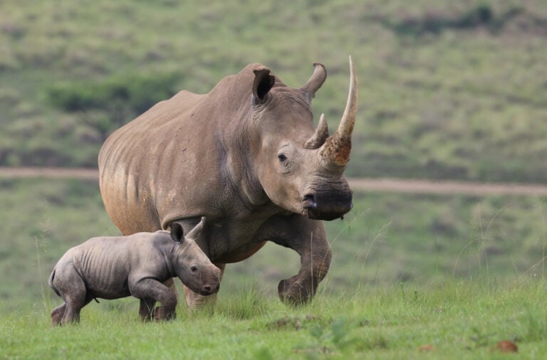 How Many Rhinos Are Left? Fight Against Extinction