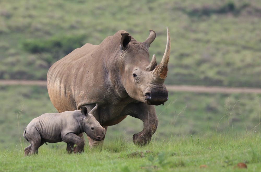 image of a mother white rhino with its baby playing in a field