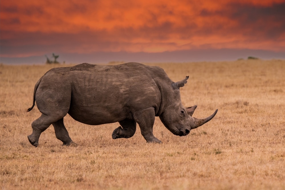 image of a white rhinoceros walking on African savanna during sunset