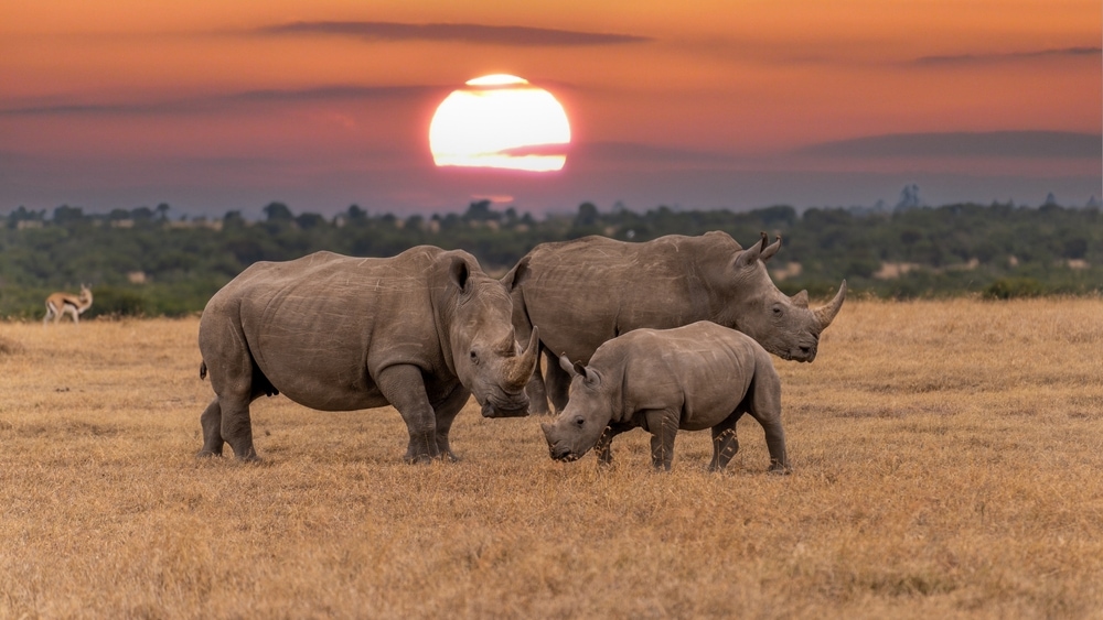 a family of white rhino grazing in an open field during sunset