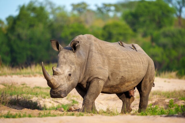 How Many Rhinos Are Left? Fight Against Extinction