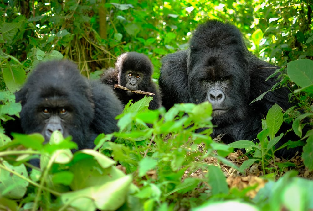 Three gorillas hiding inside a forest
