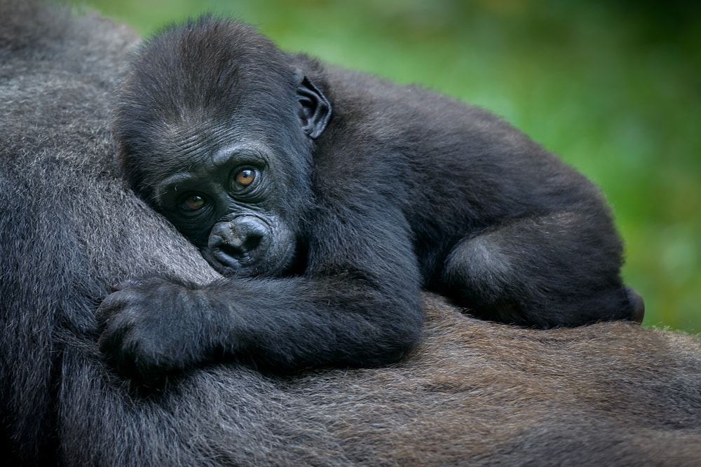 Baby gorilla on the shoulder of its mother