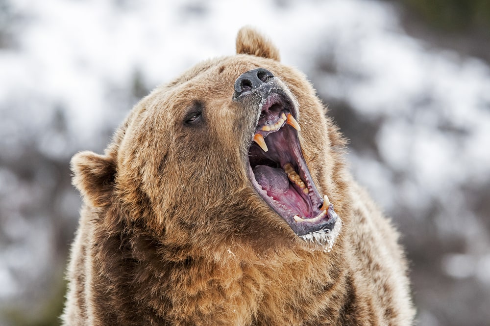 Grizzly bear roaring its lungs out during snow