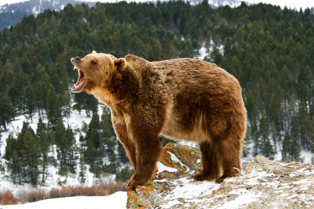 Grizzly bear on top of a rock shouting