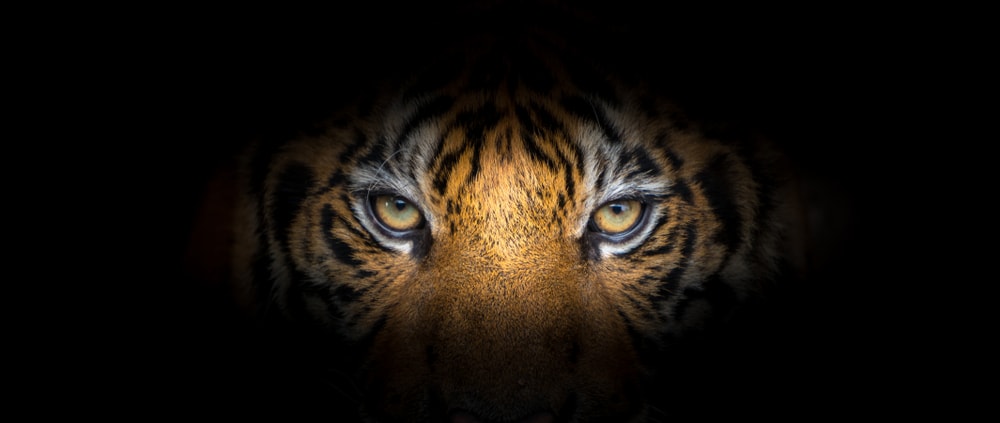 Tiger in the dark highlighting its eyes