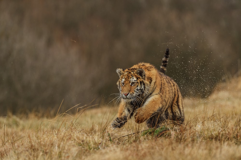 Tiger running on wheat fields