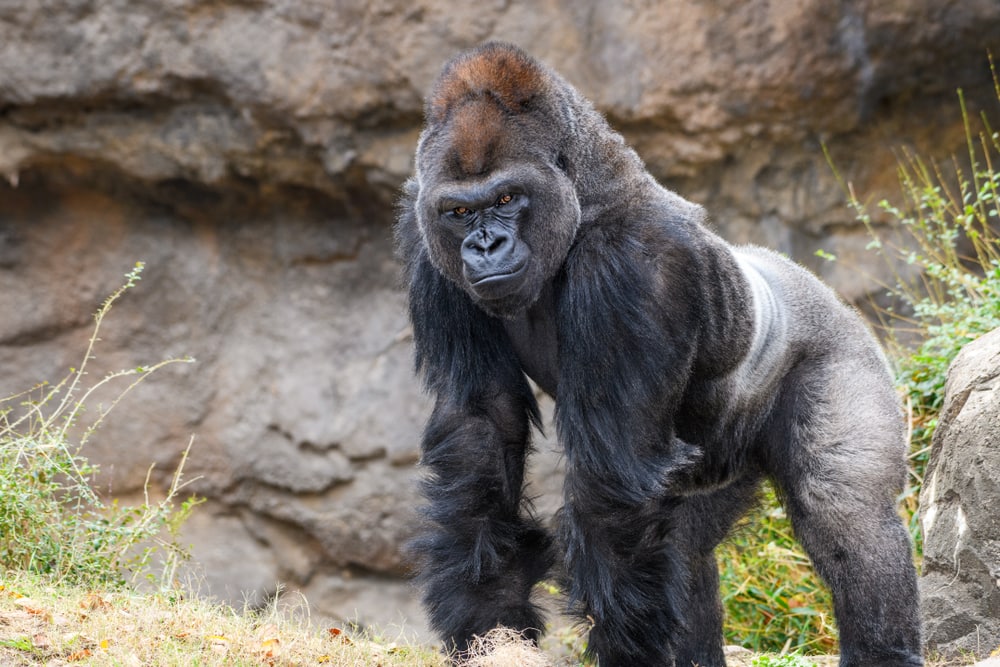 Gorilla taking a stance with a stone on its back