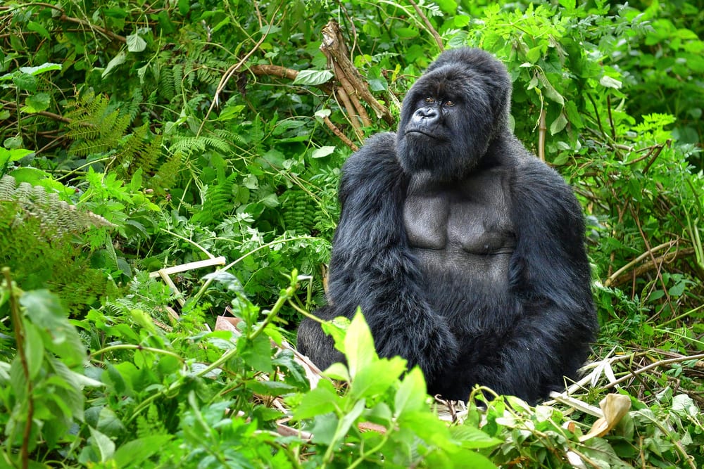 Gorilla sitting on a fallen trees