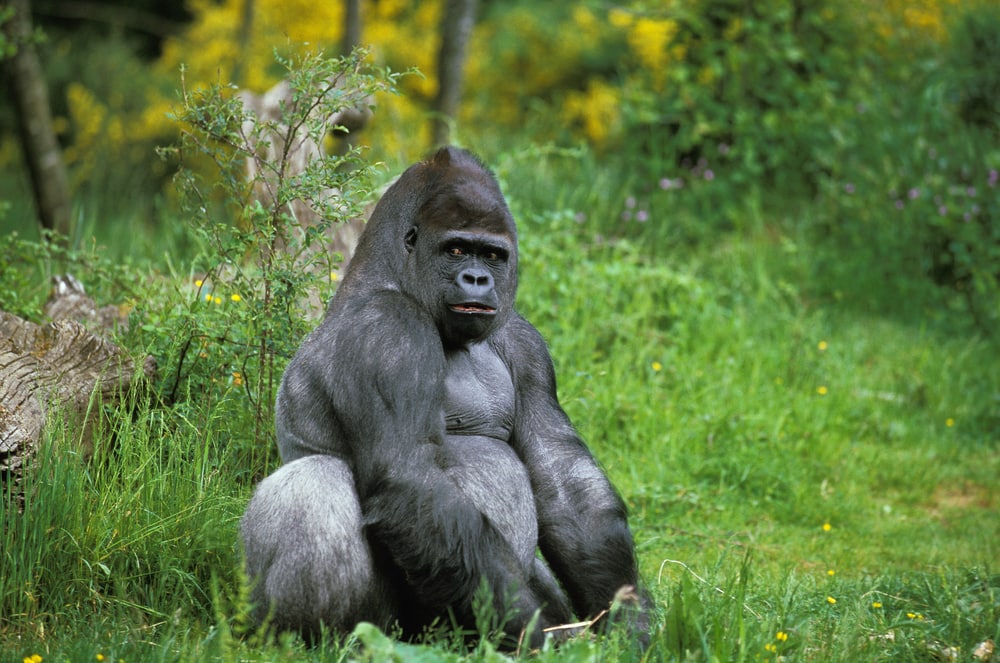 Eastern Lowland Gorilla sitting on a green grass