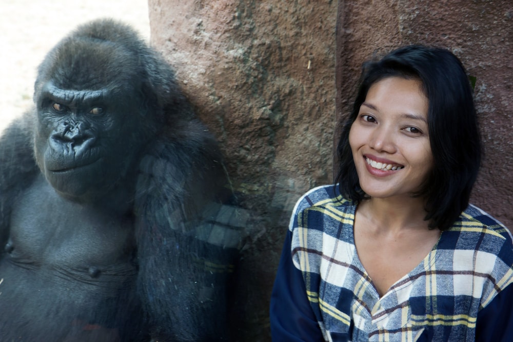 Gorilla sitting next to a woman smiling