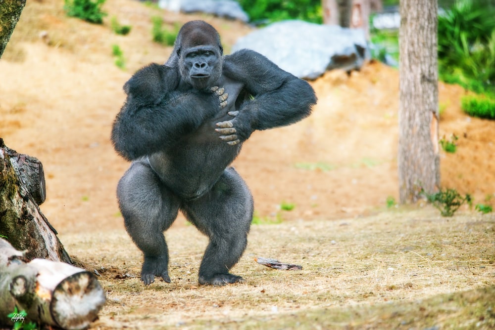 Gorilla beating its chest while dancing
