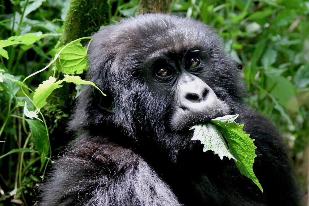 Gorilla with two leaves on its mouth