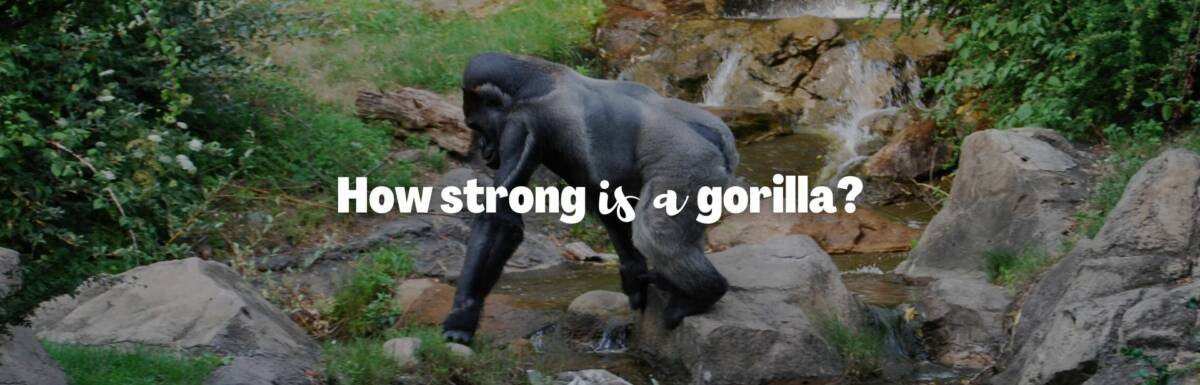 how strong is a gorilla featured image
